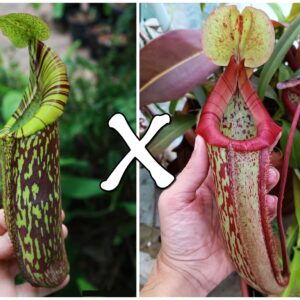 Nepenthes (maxima x spectabilis) x (x "Miranda"), da seme