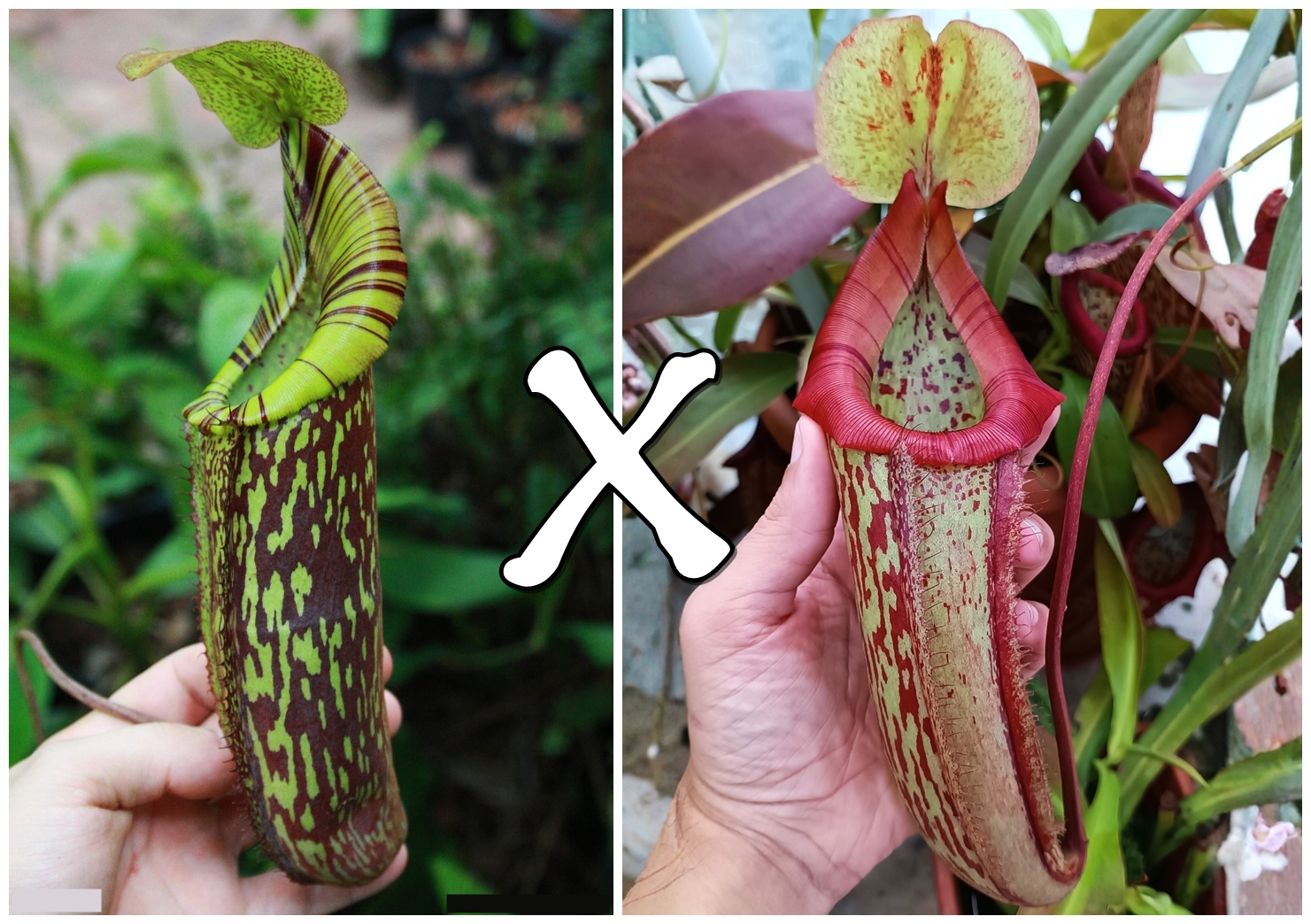 Nepenhes (maxima x spectabilis) x (x Miranda)1