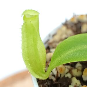 Nepenhes (maxima x spectabilis) x (x Miranda)2