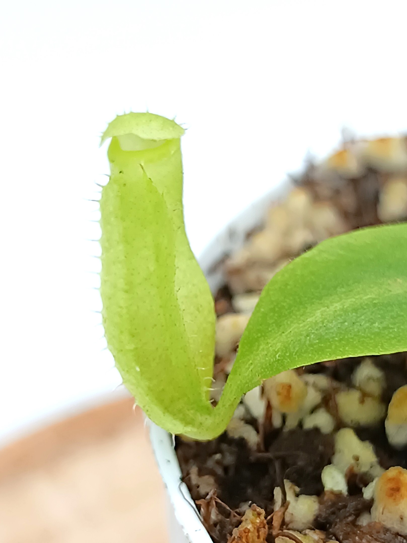 Nepenhes (maxima x spectabilis) x (x Miranda)2