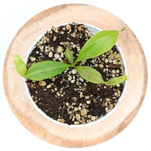 Nepenhes (maxima x spectabilis) x (x Miranda)3