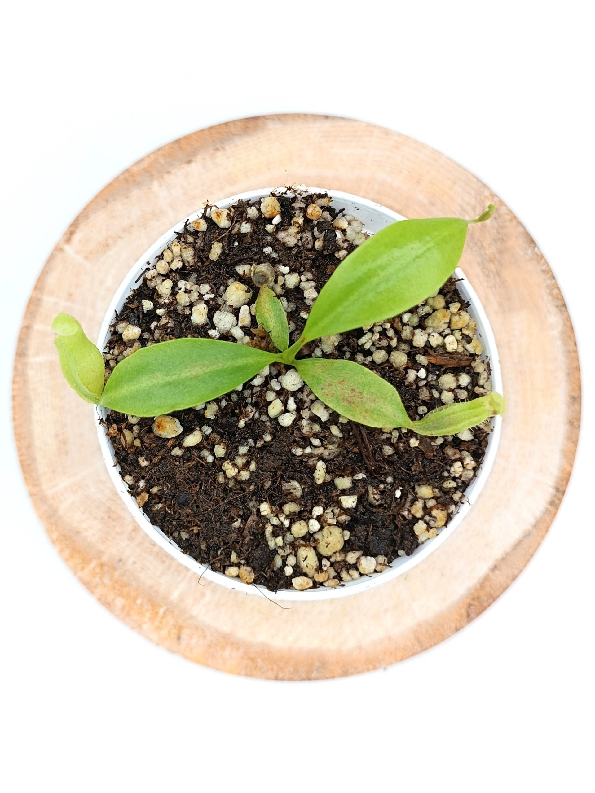 Nepenhes (maxima x spectabilis) x (x Miranda)3