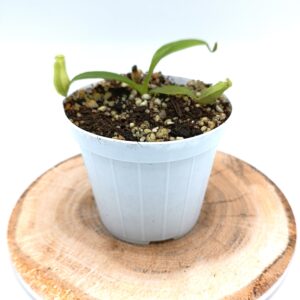 Nepenhes (maxima x spectabilis) x (x Miranda)4