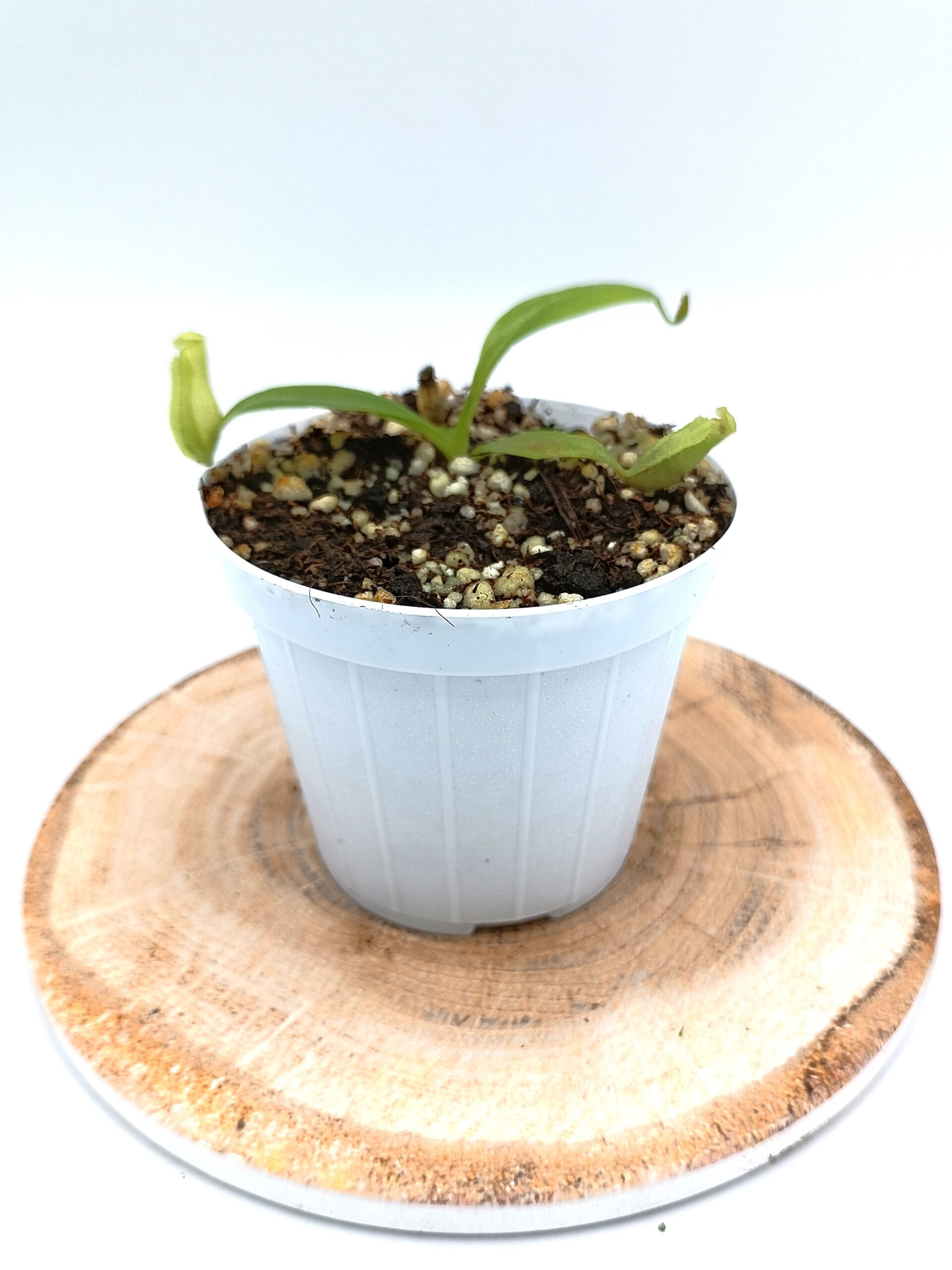 Nepenhes (maxima x spectabilis) x (x Miranda)4