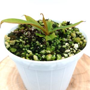 Nepenthes pervillei2