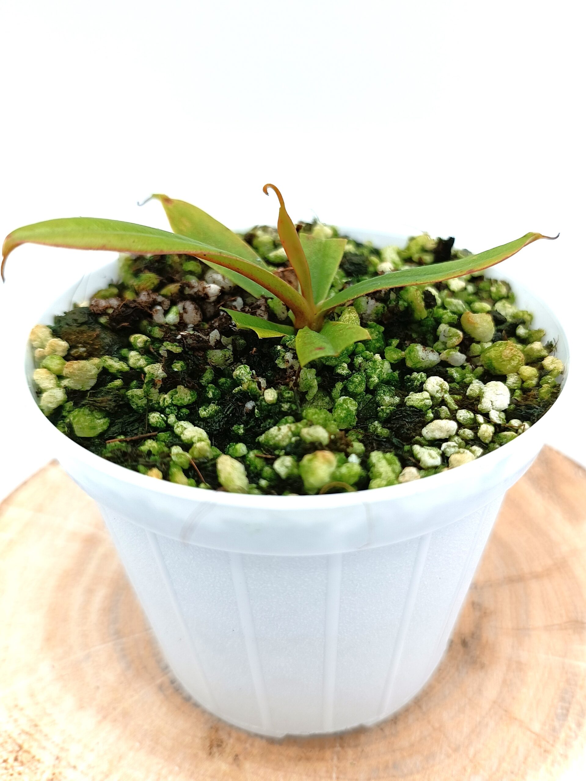 Nepenthes pervillei2