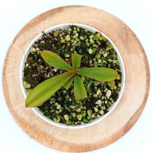 Nepenthes pervillei3