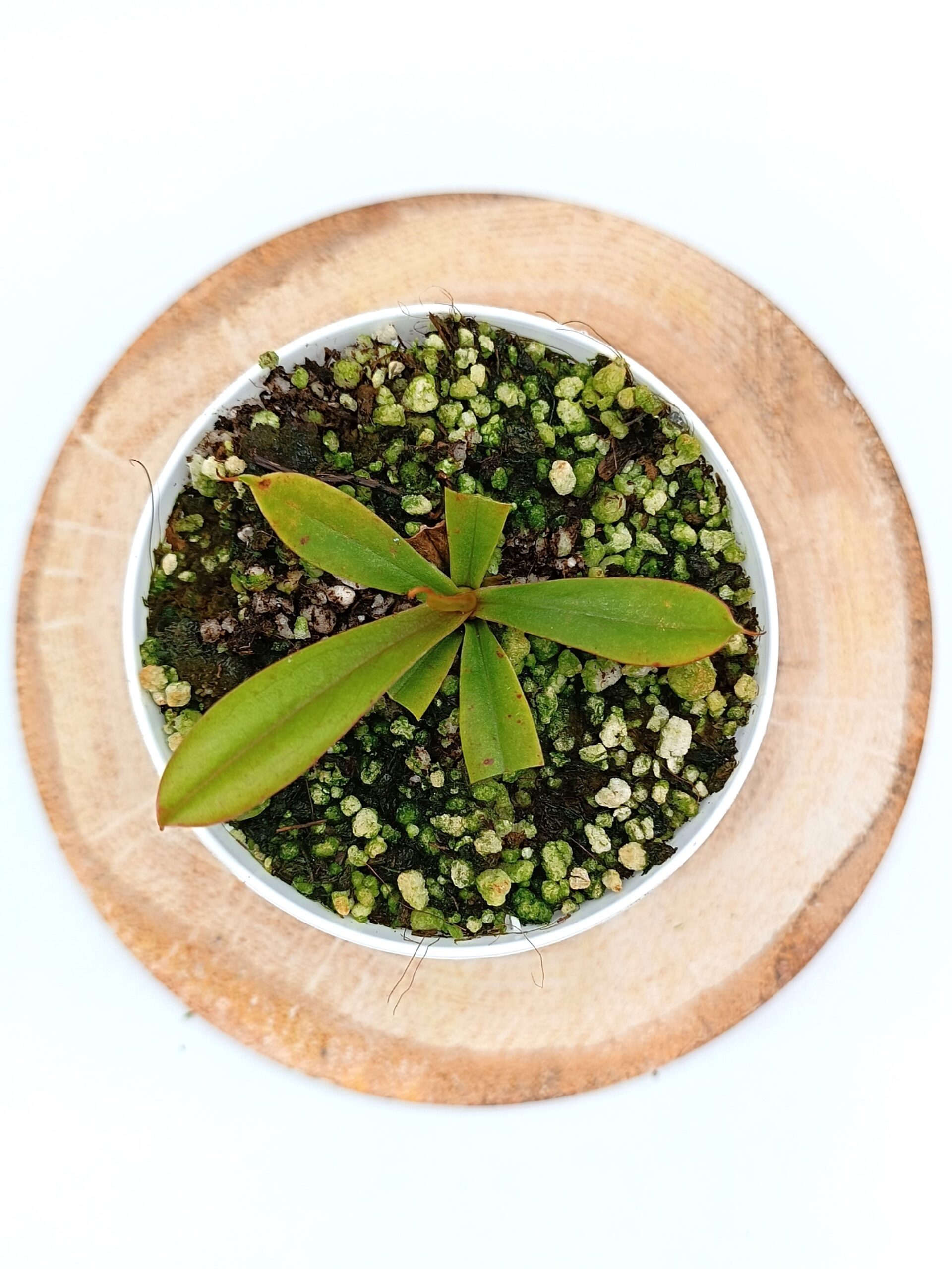 Nepenthes pervillei3