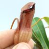 Nepenthes pervillei, esemplari assortiti da seme