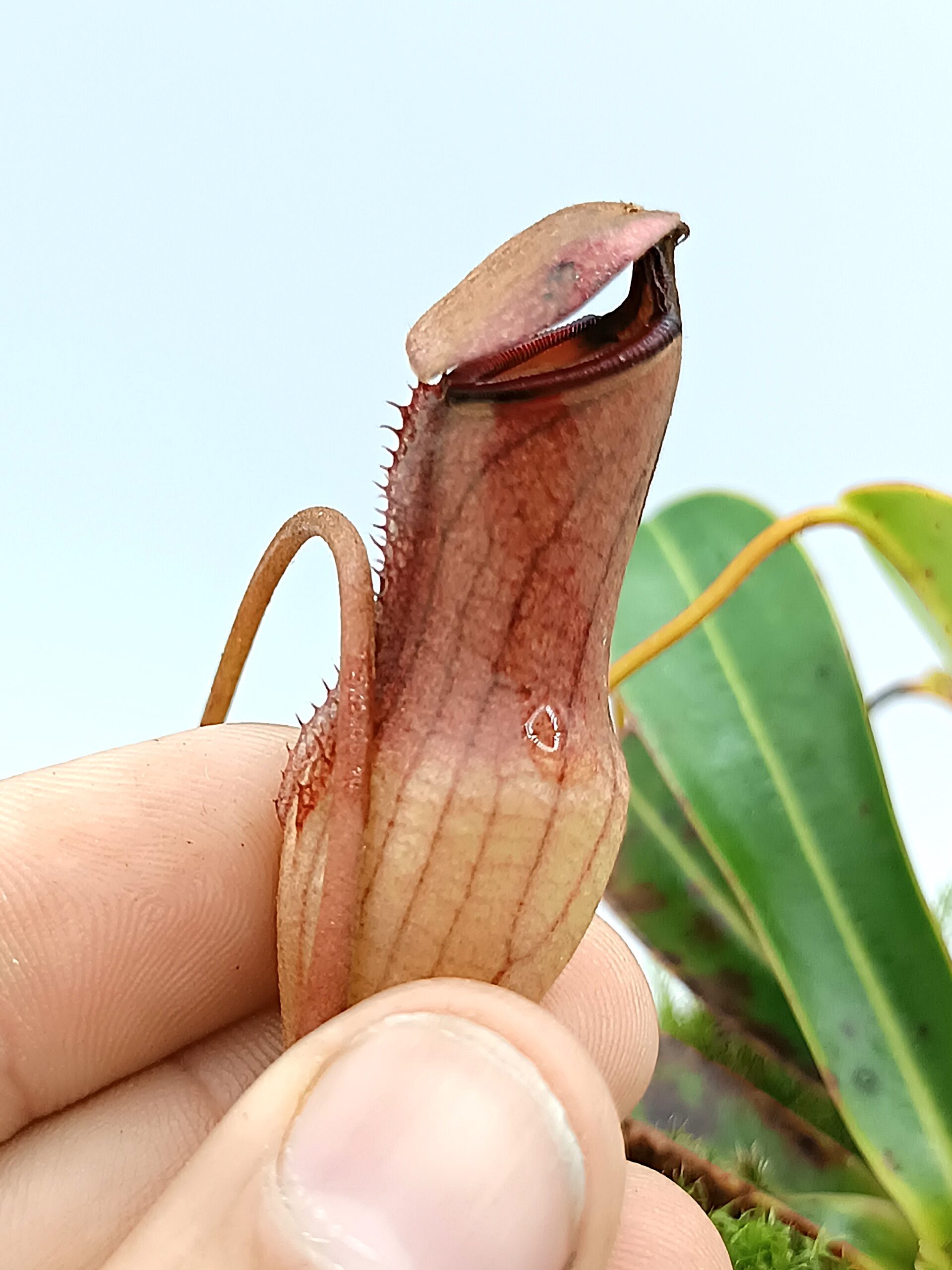 Nepenthes pervillei5
