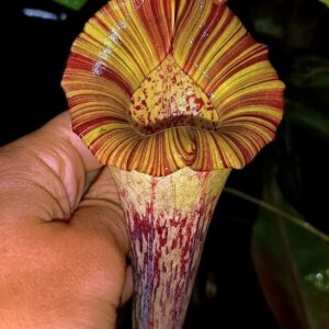 Nepenthes platychila x boschiana, maschio