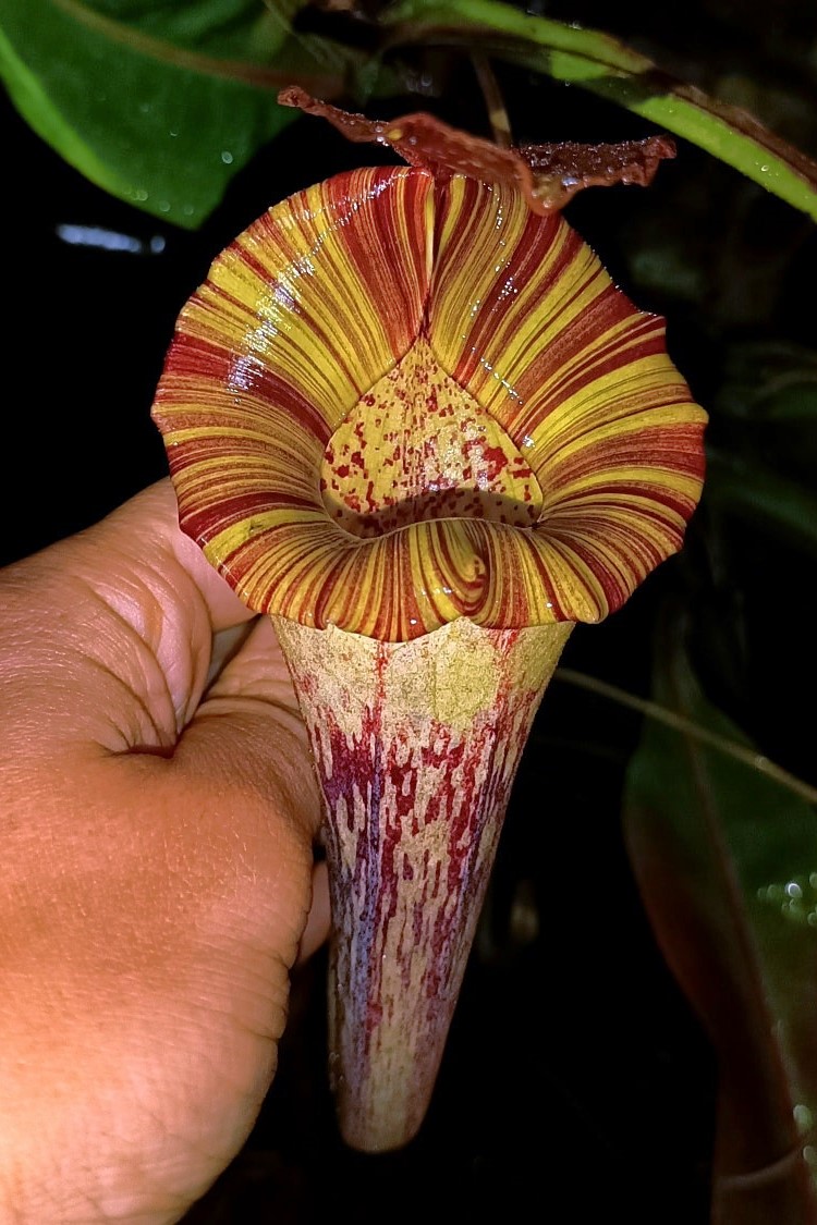 Nepenthes platychila x boschiana1