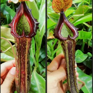 Nepenthes platychila x boschiana2