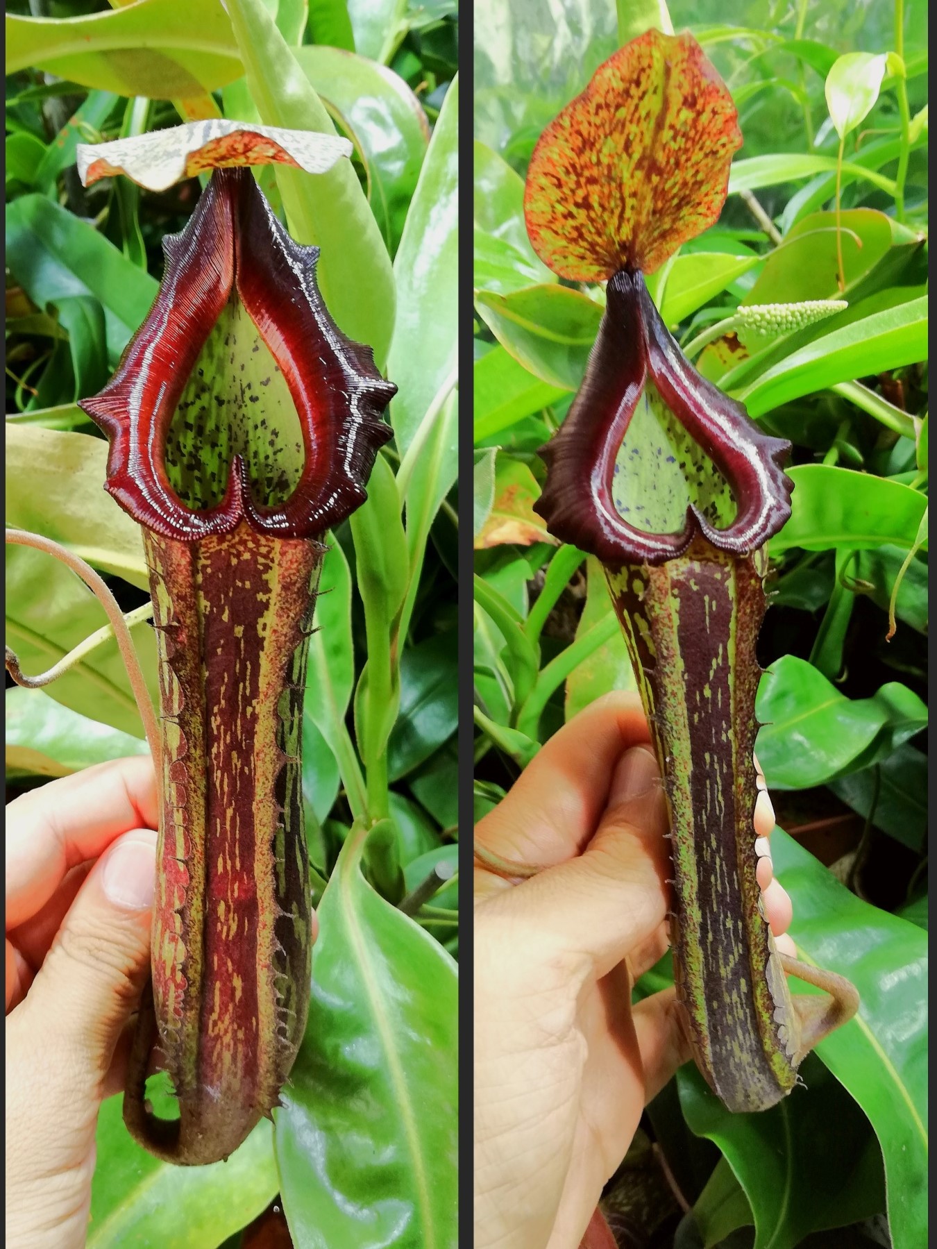 Nepenthes platychila x boschiana2