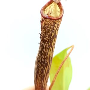Nepenthes platychila x boschiana3