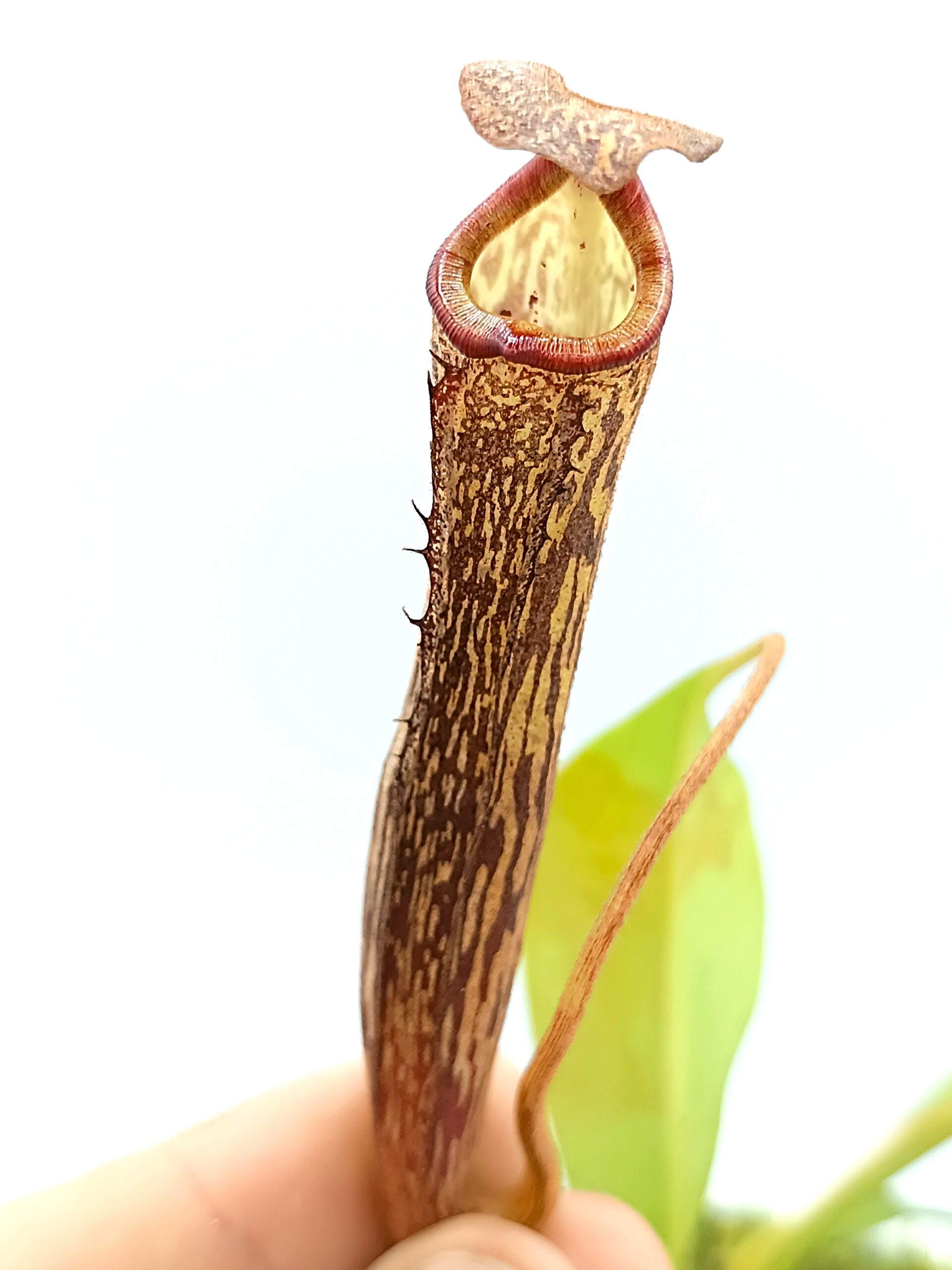 Nepenthes platychila x boschiana3
