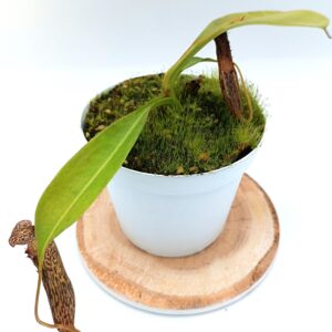 Nepenthes platychila x boschiana4