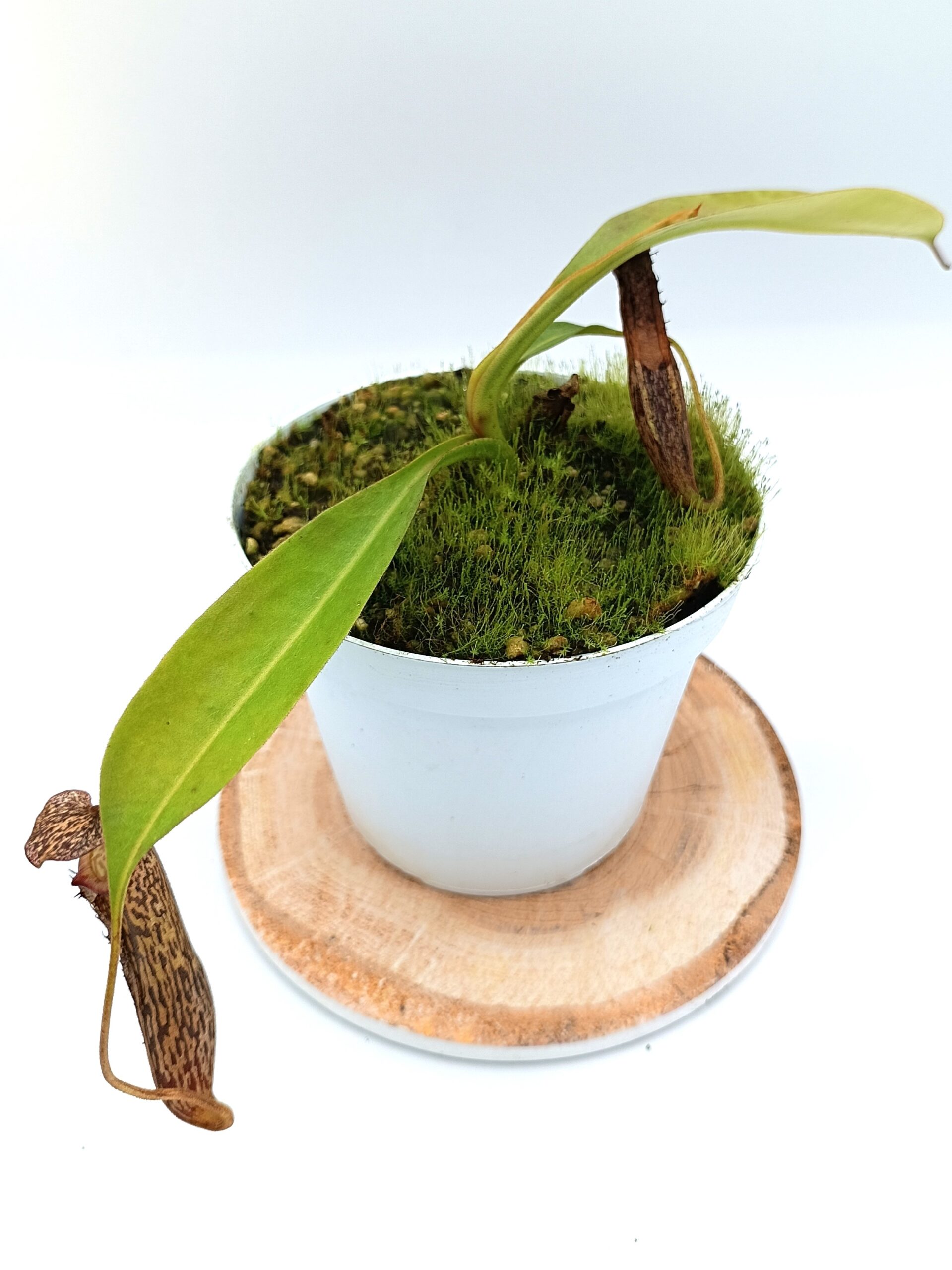 Nepenthes platychila x boschiana4