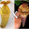 Nepenthes (platychila x veitchii) x (platychila x boschiana), da seme, esemplari assortiti