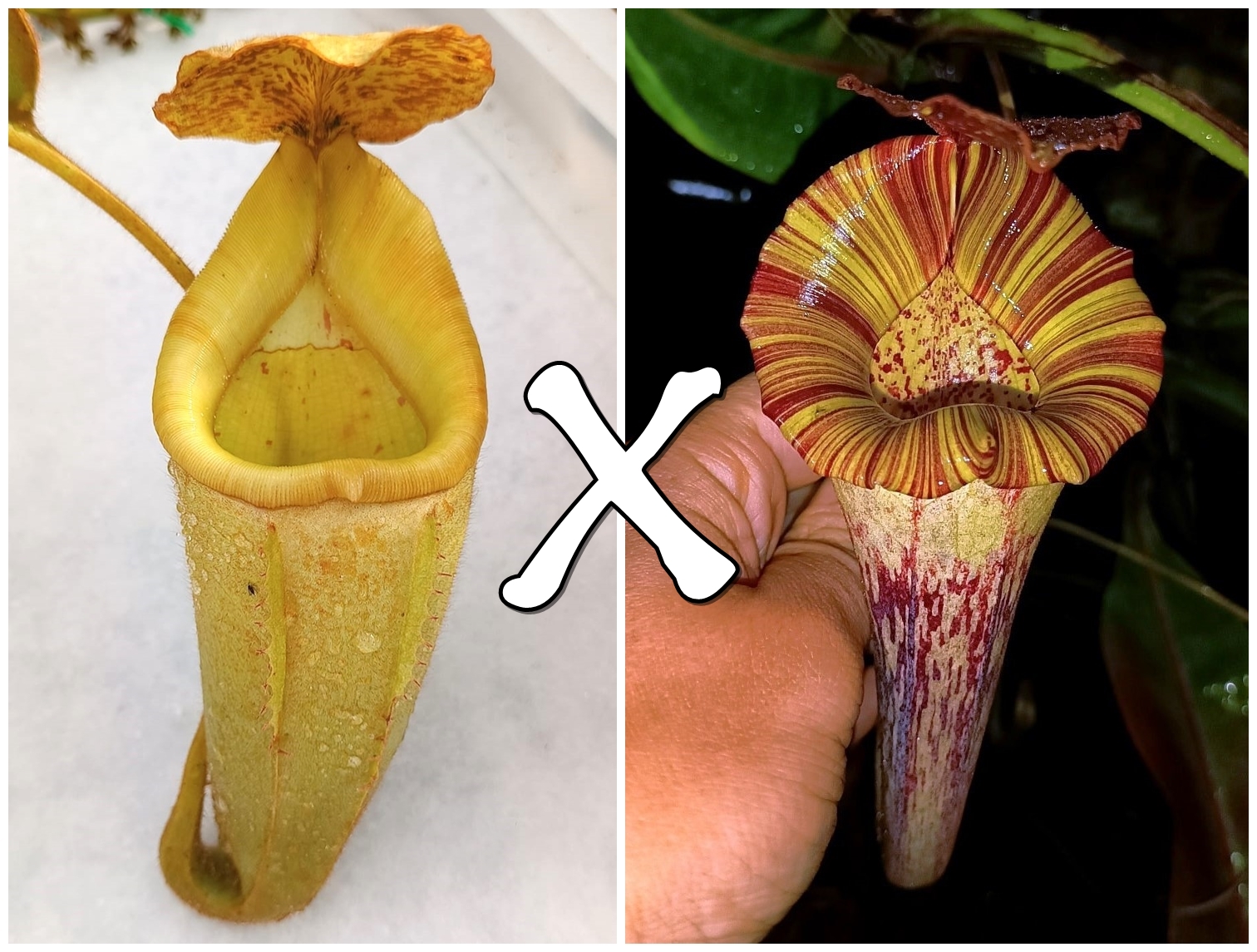Nepenthes (platychila x veitchii) x (platychila x boschiana)1