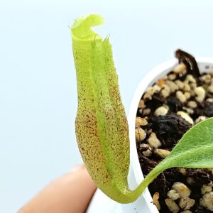 Nepenthes (platychila x veitchii) x (platychila x boschiana)2