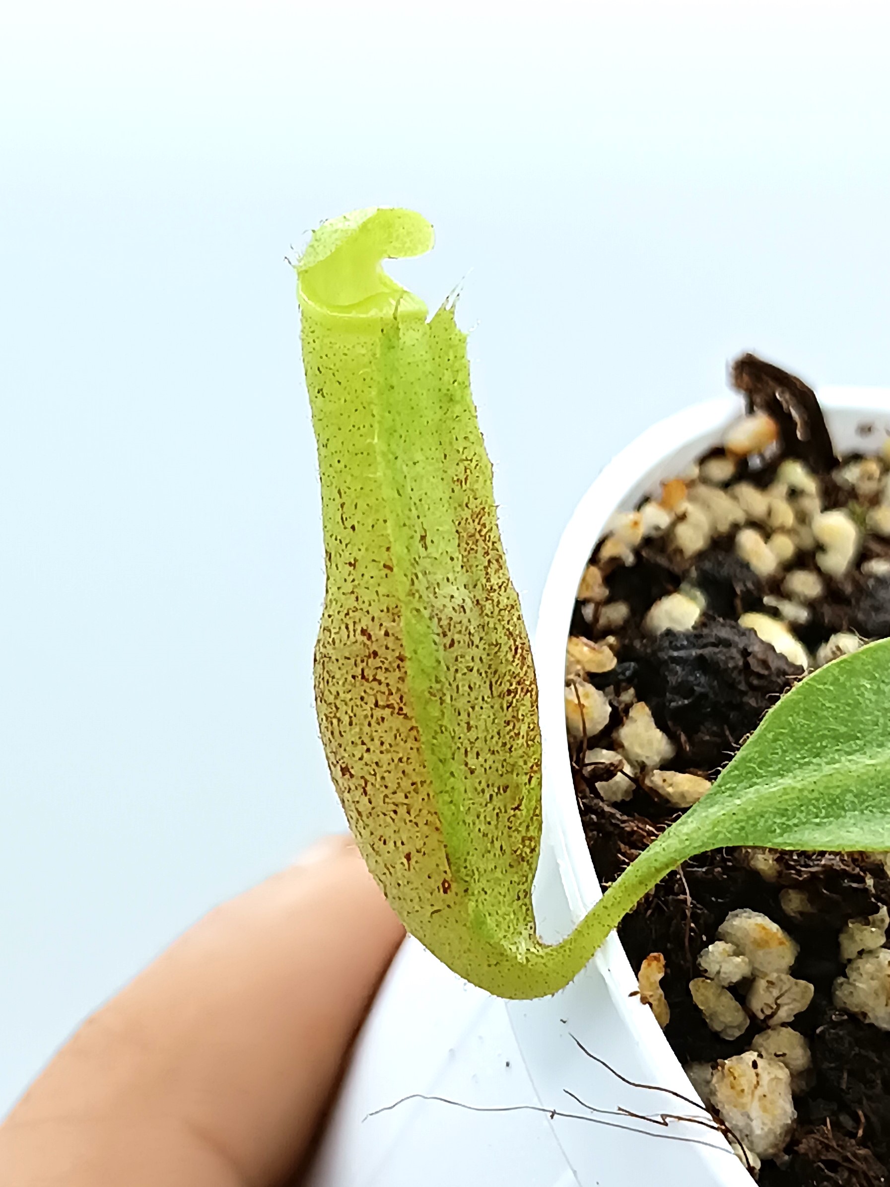 Nepenthes (platychila x veitchii) x (platychila x boschiana)2