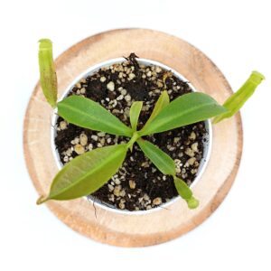 Nepenthes (platychila x veitchii) x (platychila x boschiana)3