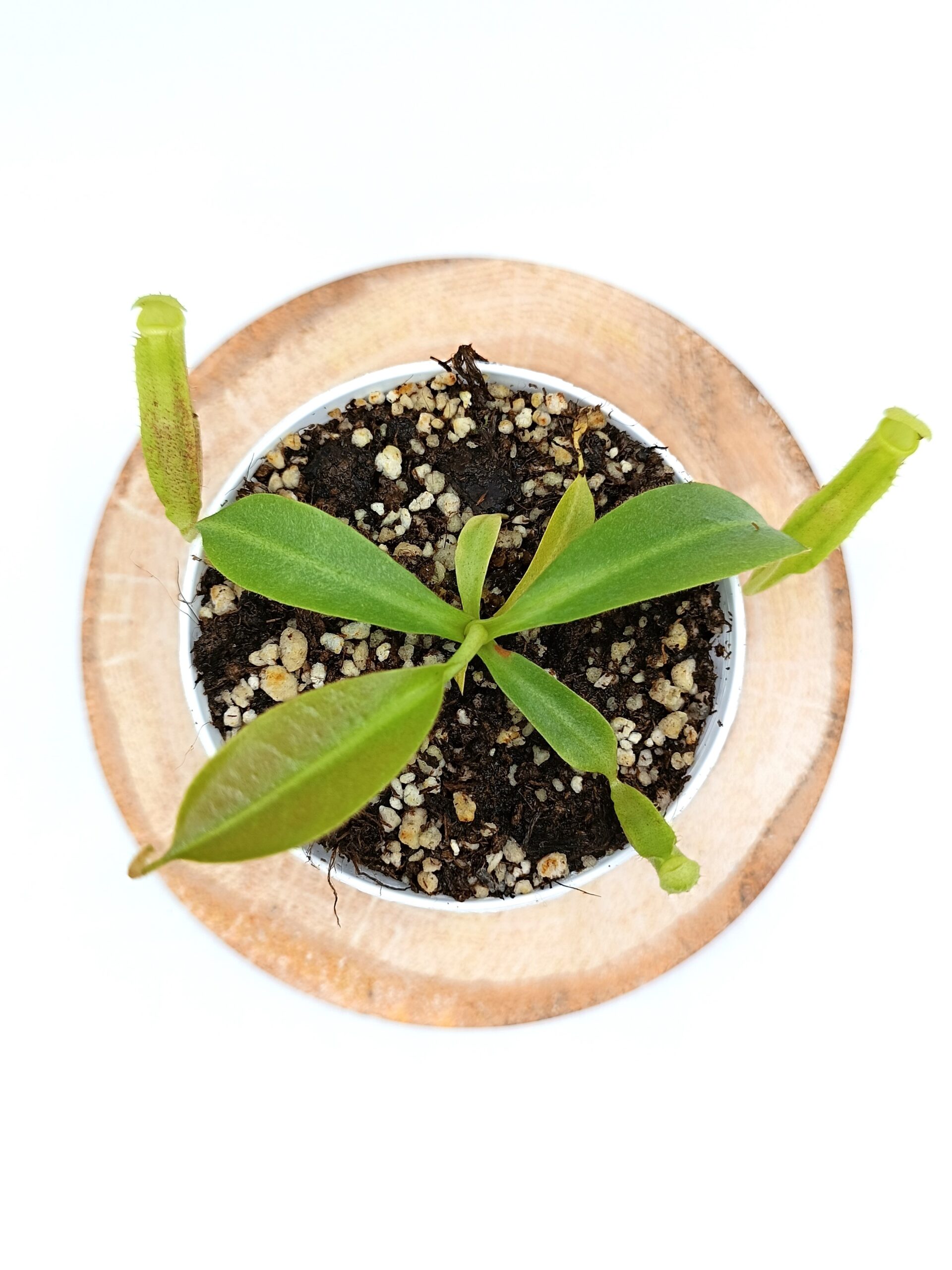 Nepenthes (platychila x veitchii) x (platychila x boschiana)3