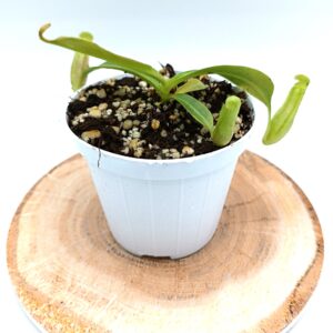 Nepenthes (platychila x veitchii) x (platychila x boschiana)4