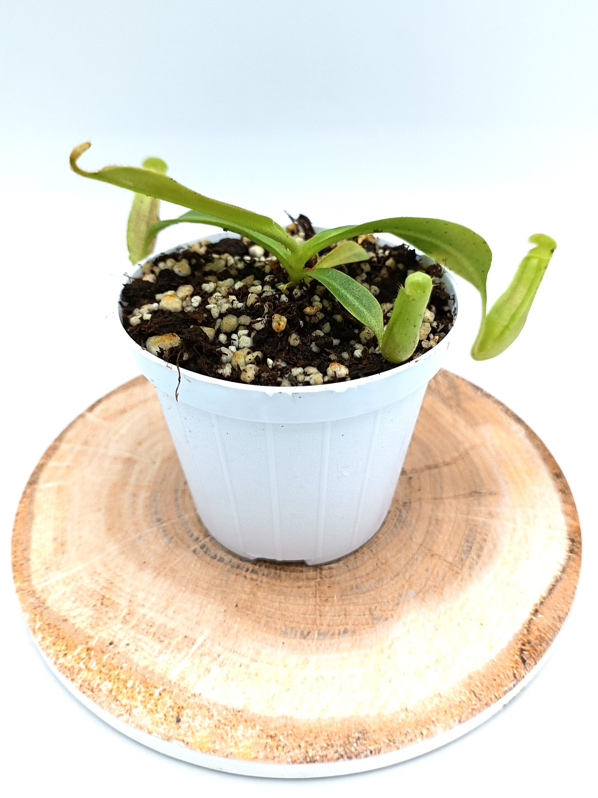 Nepenthes (platychila x veitchii) x (platychila x boschiana)4