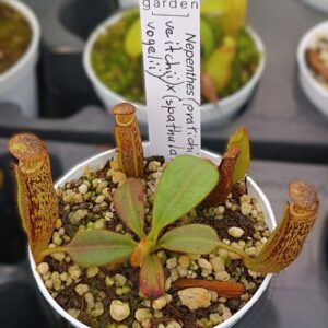 Nepenthes (platychila x veitchii) x (spathulata x vogelii)3