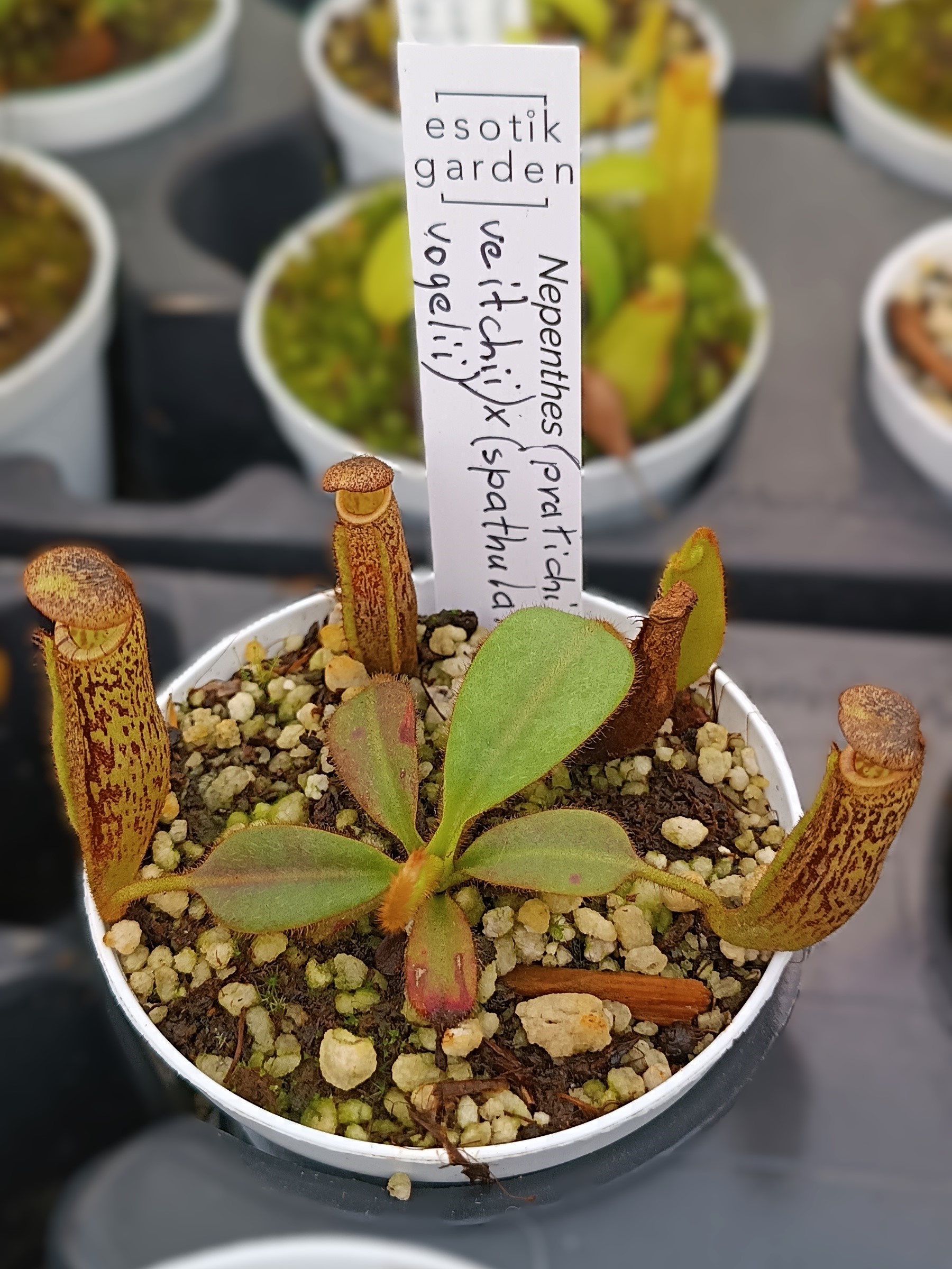 Nepenthes (platychila x veitchii) x (spathulata x vogelii)3
