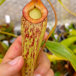 Nepenthes (rafflesiana x mirabilis) x [(mirabilis var. globosa x ampullaria) x rafflesiana], femmina, esemplare unico