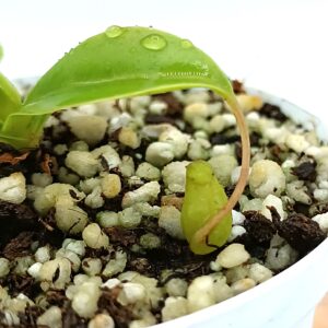 Nepenthes sibuyanensis2