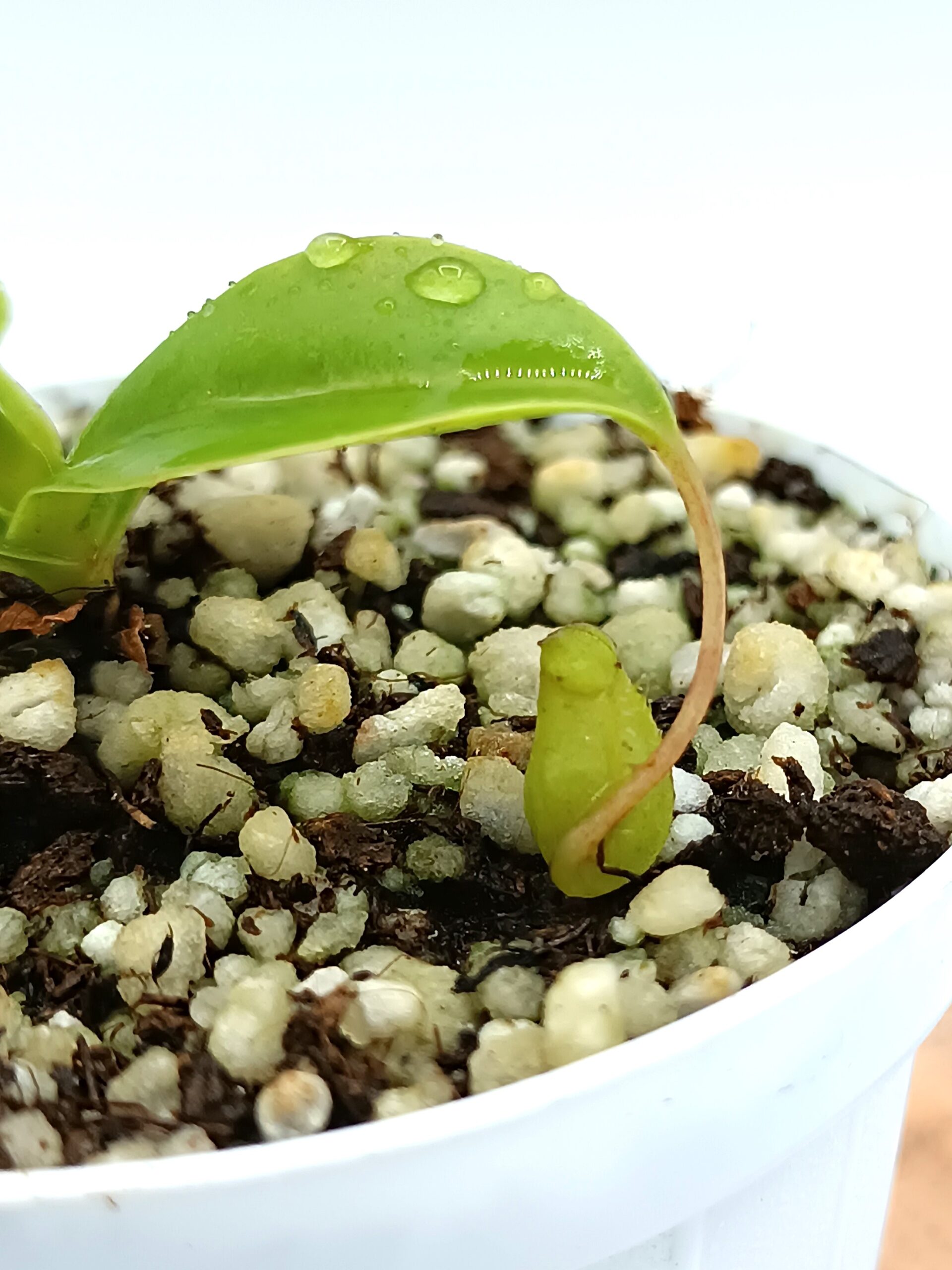 Nepenthes sibuyanensis2