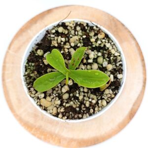 Nepenthes sibuyanensis3