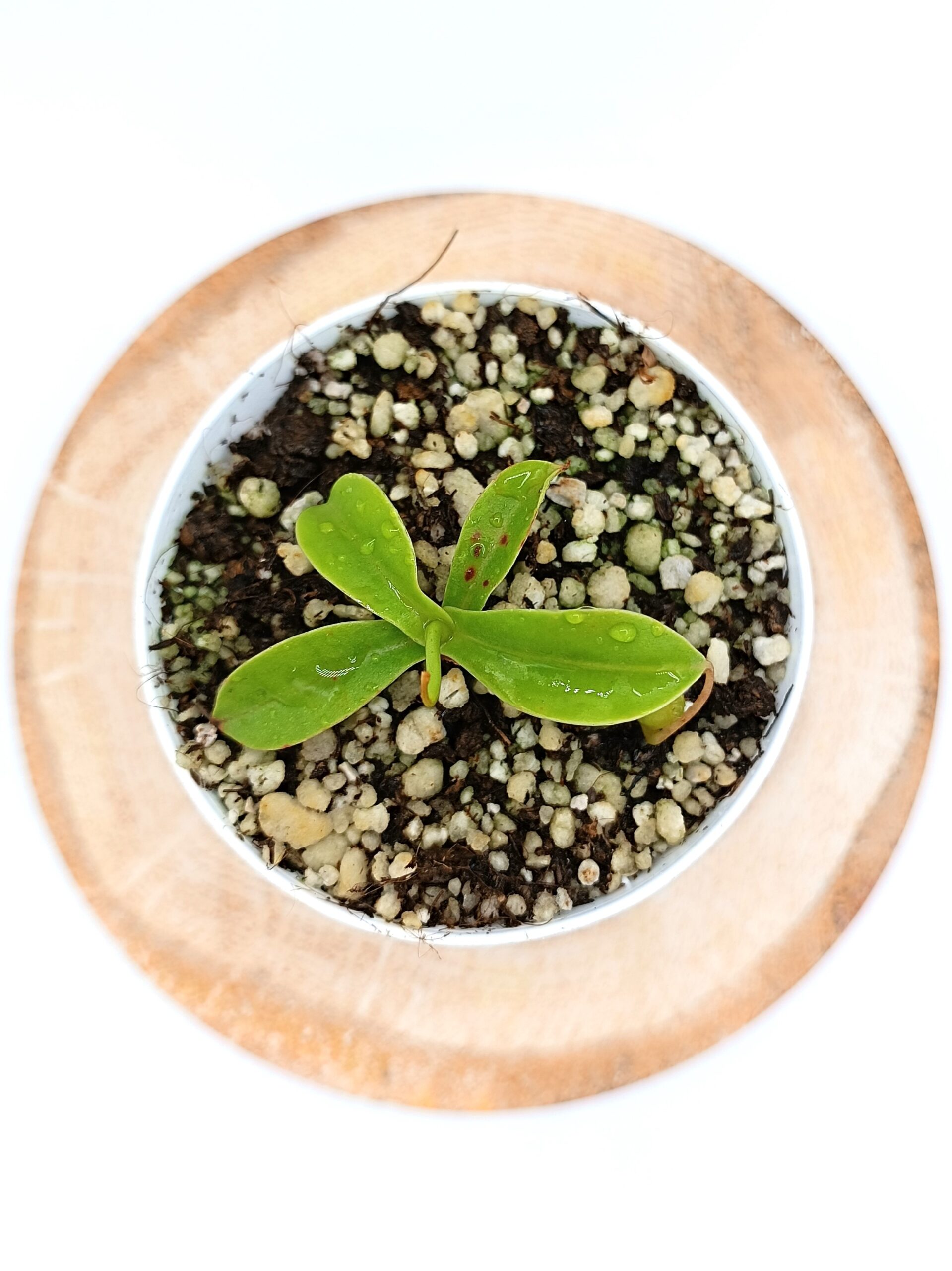 Nepenthes sibuyanensis3