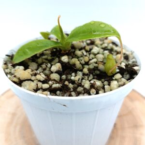 Nepenthes sibuyanensis4