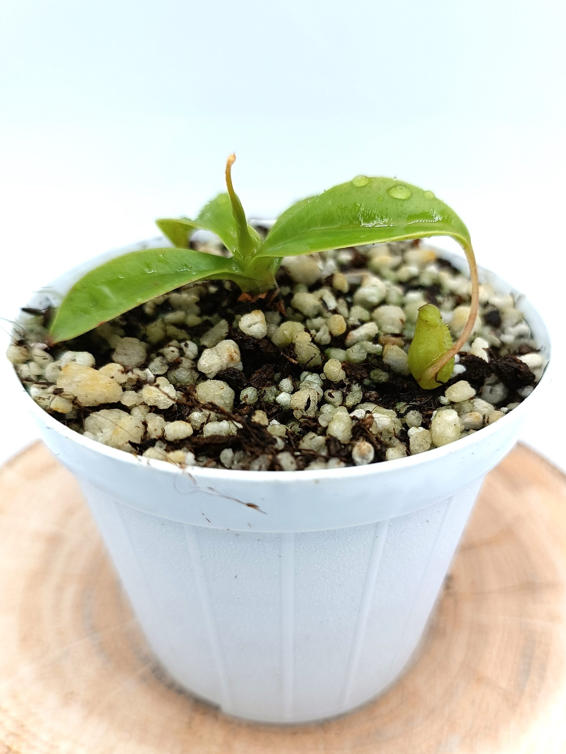 Nepenthes sibuyanensis4