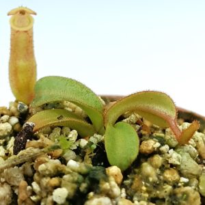 Nepenthes veitchii4