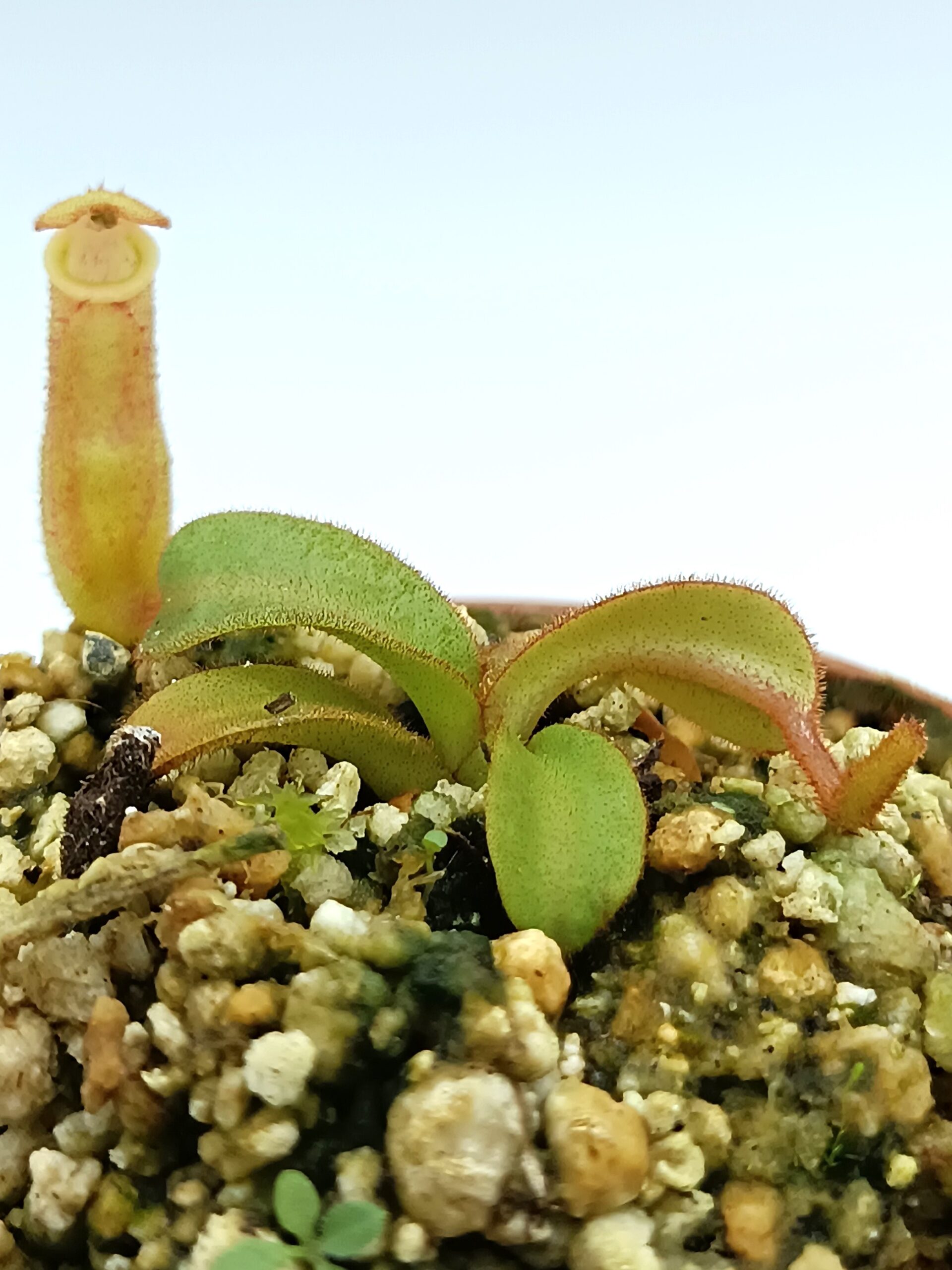 Nepenthes veitchii4