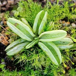 Pinguicula lusitanica4