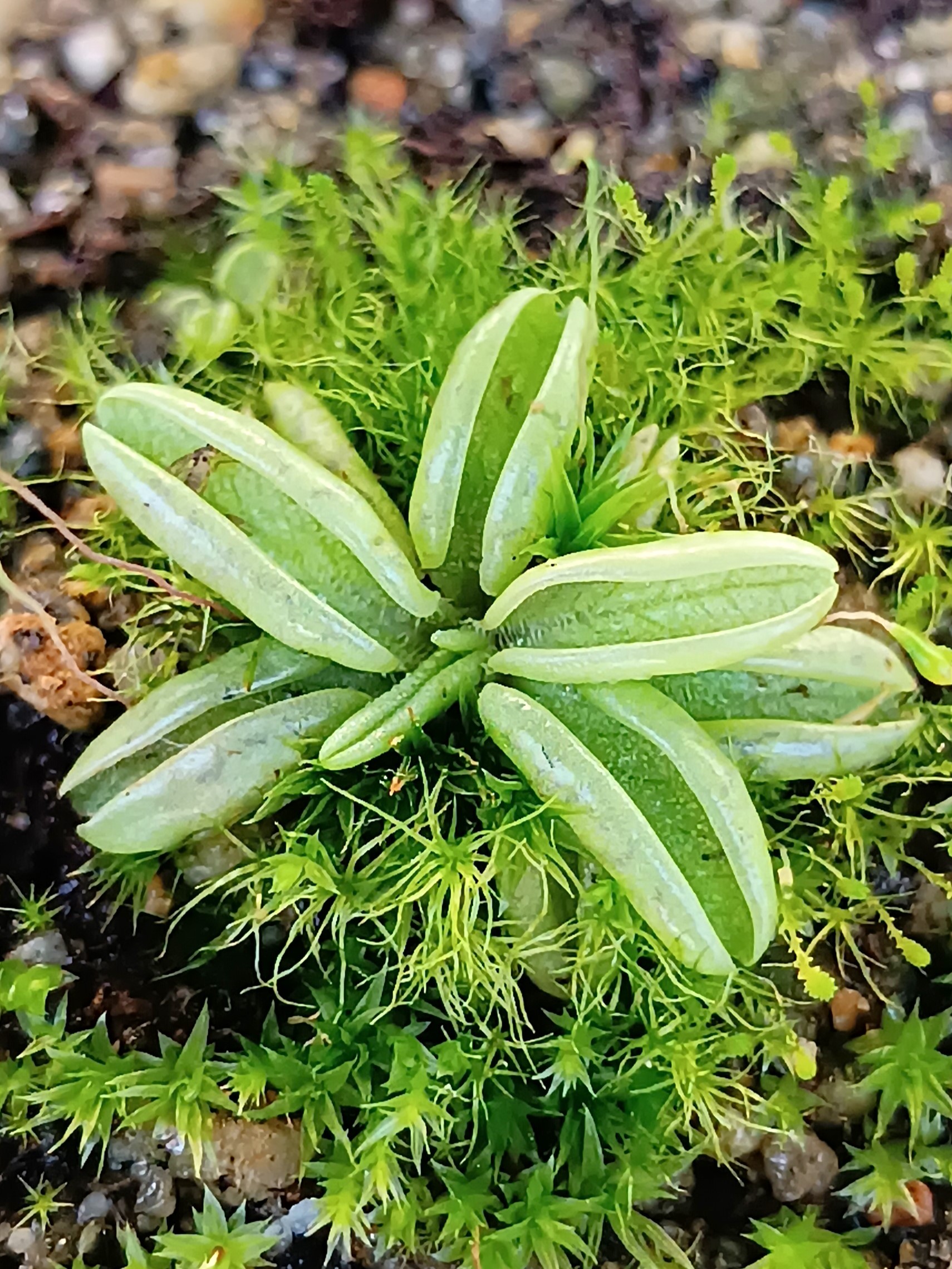 Pinguicula lusitanica4