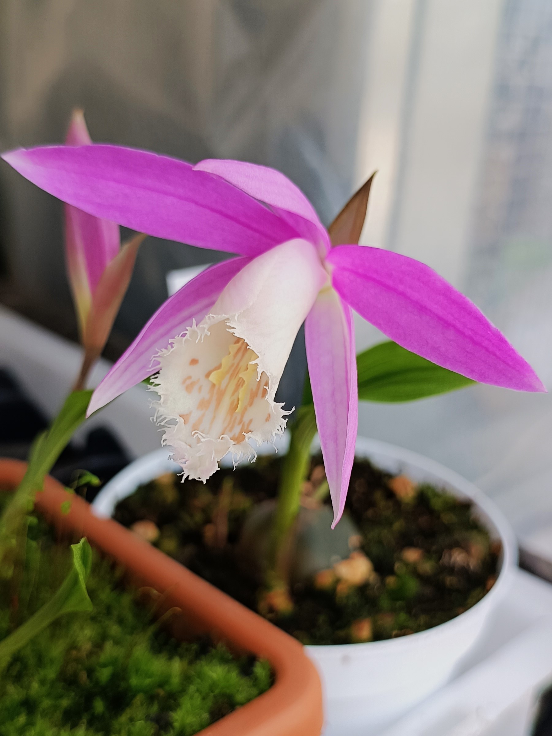 Pleione formosana4