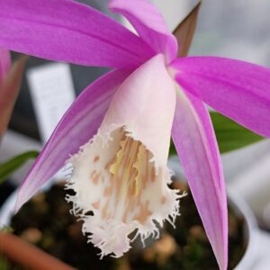 Pleione formosana5