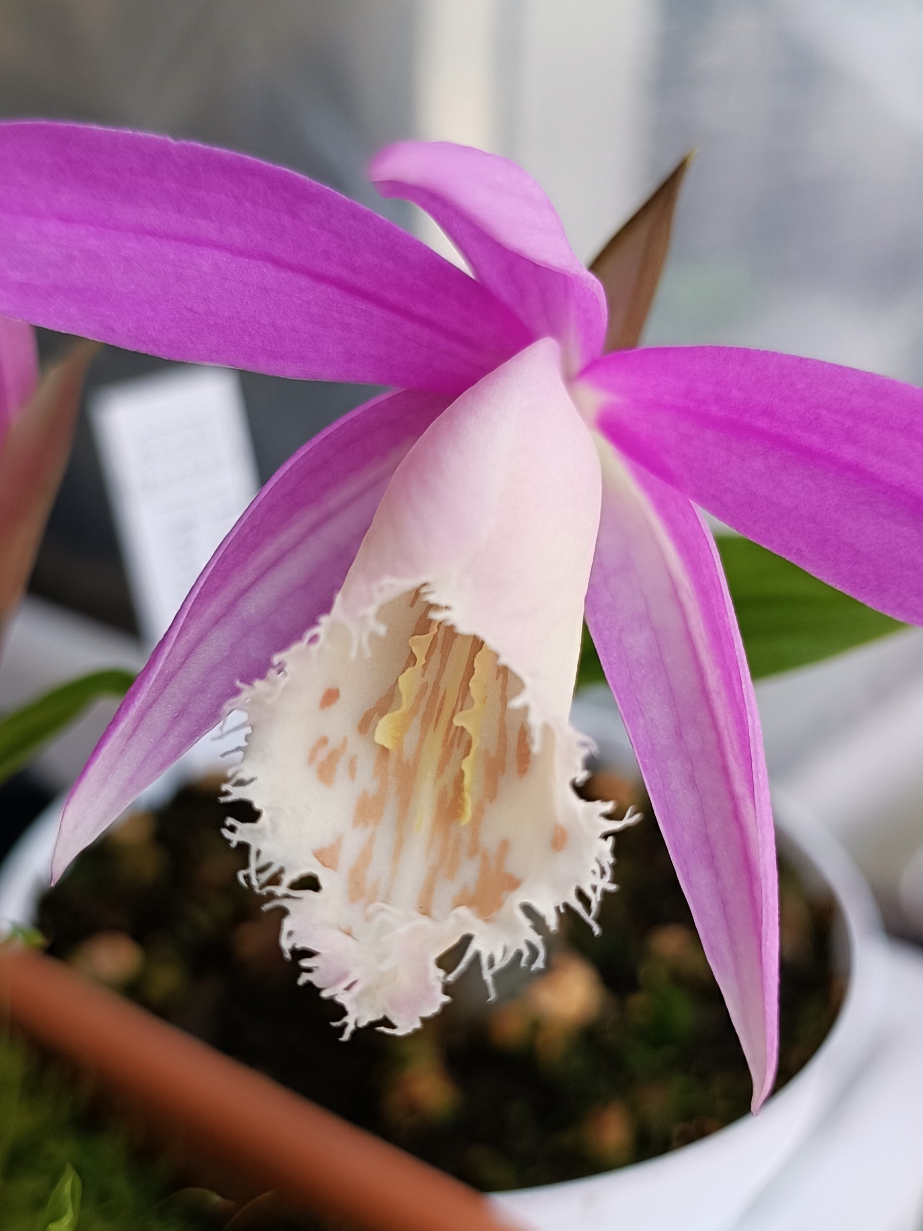 Pleione formosana5