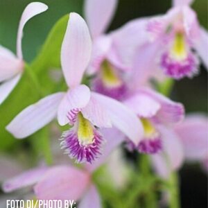 Pogonia ophioglossoides