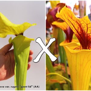 25 Semi di Sarracenia flava (var. rugelii "giant lid", AA x var. flava 'Goldie')