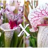 25 Semi di Sarracenia leucophylla “red stripe throat” (SL61 AC) x (x “EG Sesshomaru”)