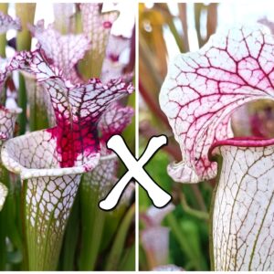 25 Semi di Sarracenia leucophylla "red stripe throat" (SL61 AC) x (x "EG Sesshomaru")